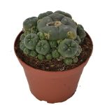 Lophophora-cluster-big.jpg