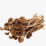 pngtree-wild-mushrooms-png-clipart_2116319.jpg